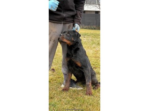 Safkan rottweiler yavrular