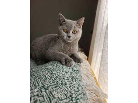Erkek british shorthair yavrumuza yeni yuva
