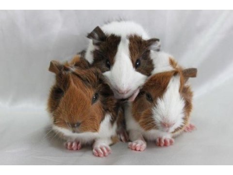 Guineapig yavrular aynı gün set halinde teslim edilir