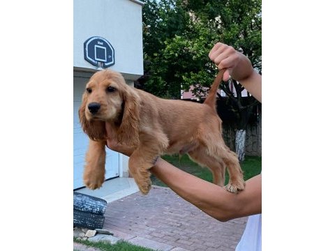 4 aylık american cocker baba secereli