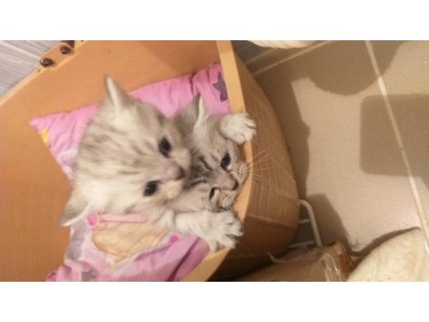 Güzel british longhair yavrular yeni sahiplerini arıyor