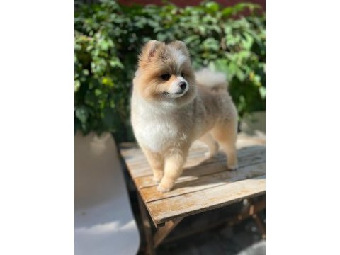 Pomerian boo erkek