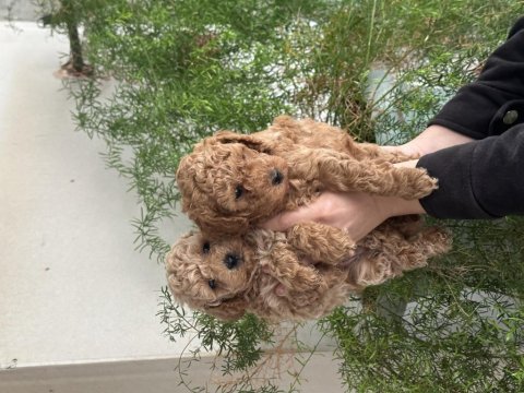 Orjinal kendi poodle yavrularım