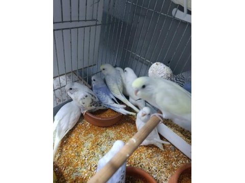 Yuvadan yeni çıkan muhabbet kuşu yavruları