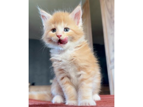 Safkan maine coon - ekstra iri yavrular
