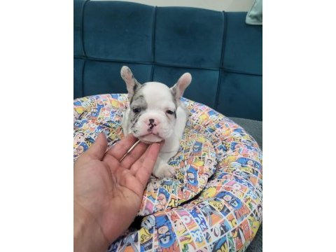 French bulldog sevenler