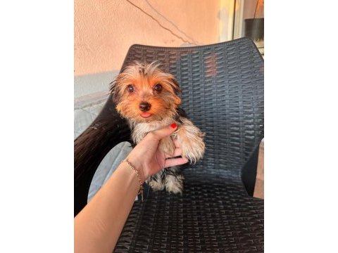 Teacup yorkshire terrier