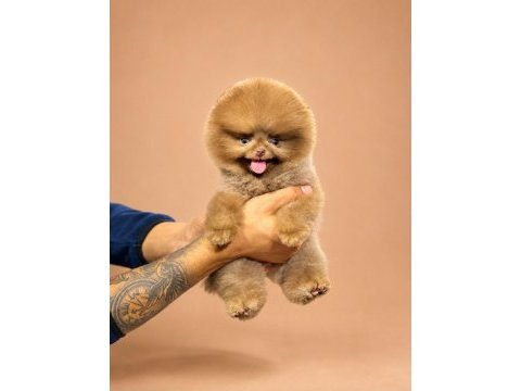 Kore ayı surat pomeranian boo yavrularımız