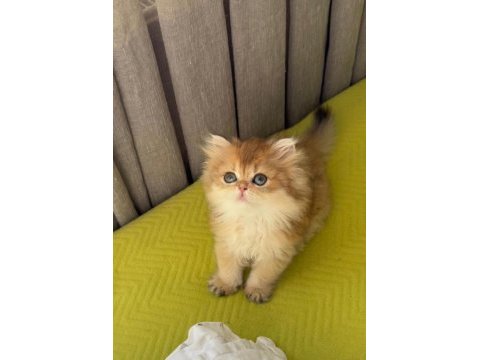 Safkan british longhair yavrular