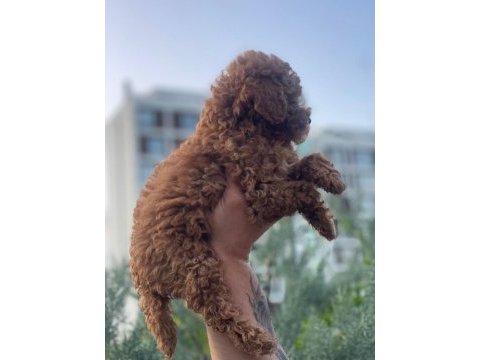 5 aylık saf kan toy poodle