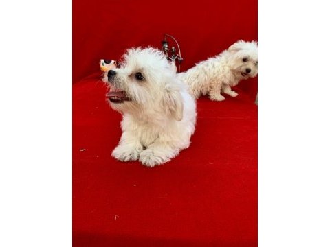 Maltese terrier
