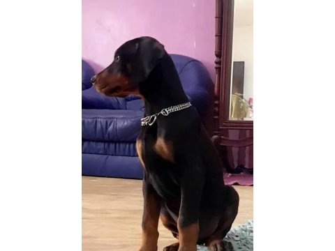 Avrupa doberman yavrularımız estetikli ve estetiksiz