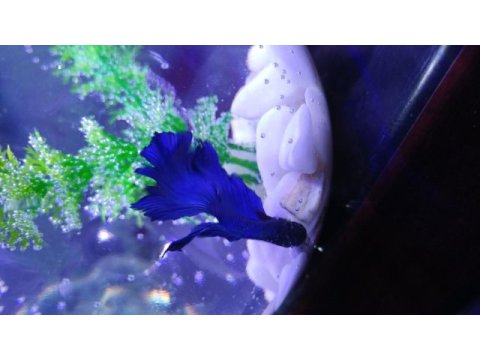 Renk renk betta