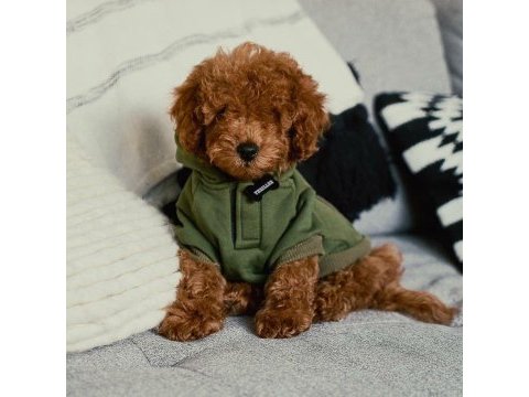 Orijinal toy poodle yavruları