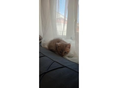 Uyguna british shorthair yavrular