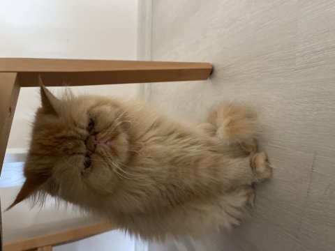 İran persian