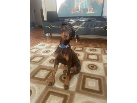 4.5 aylık dünya tatlısı saf kan doberman kızım hera