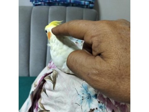 4 aylık yavru sultan papağanlar