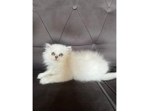 British longhair yavrular