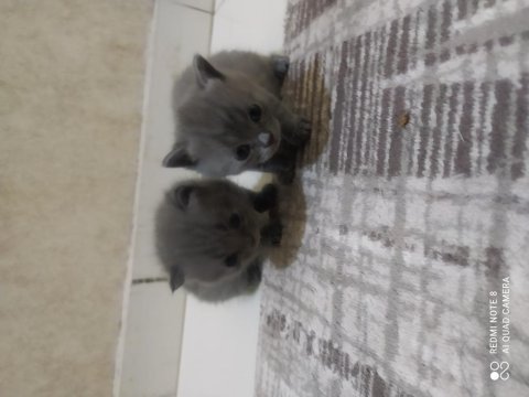 Anne baba british shorthair 40 günlük