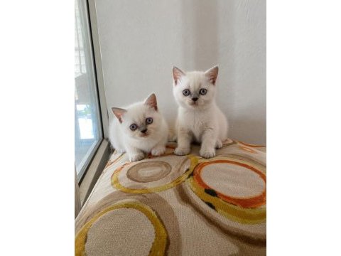 Her renk her cins kediler bakmadan geçme