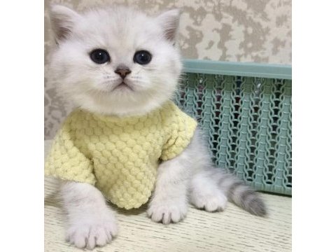 Brıtısh shorthair sılver point yavrularım 