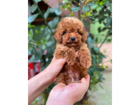 Kilo garantili toy poodle yavrularimiz