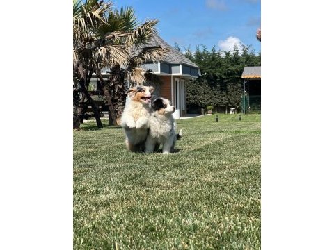 Enfes avustralya çoban köpeği yavruları