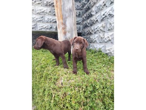 Labrador yavrularımız