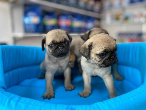  saf kan pug mops yavrular 