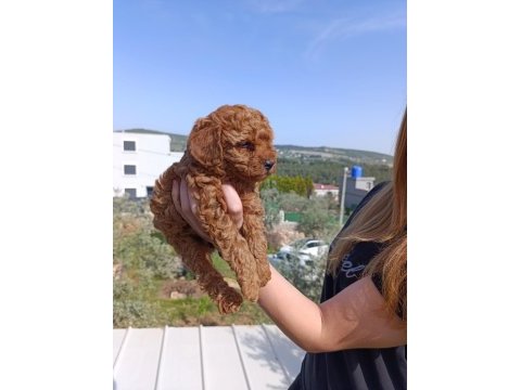 Toy poodle safkan yavrular izmir