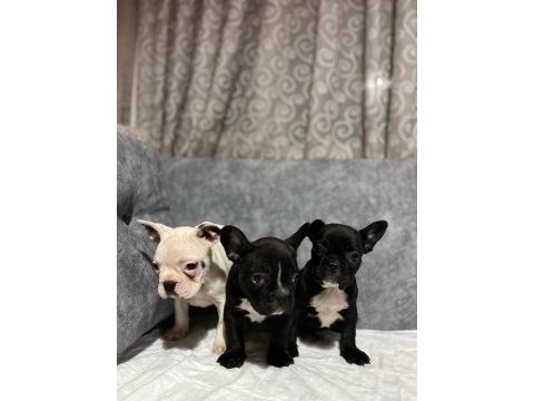 Fransız bulldog bebekler