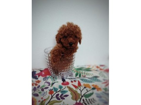 Tatlış toy poodle yavru