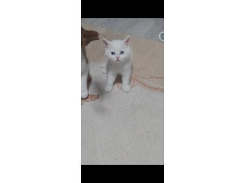 British shorthair beyaz