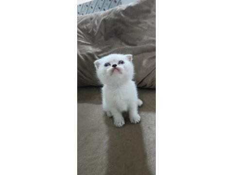 Scottish fold yavrumuz hazır