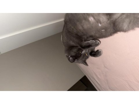 1 aylık hamile british shorthair