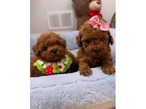 Sevimli toy poodle bebekler