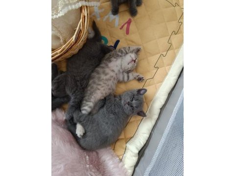 Ücretli sahiplendirilecek kediler