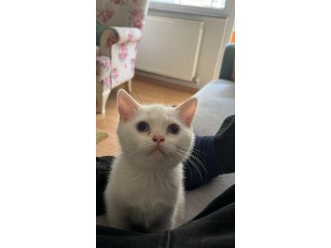 Dişi british shorthair silver point mavi göz