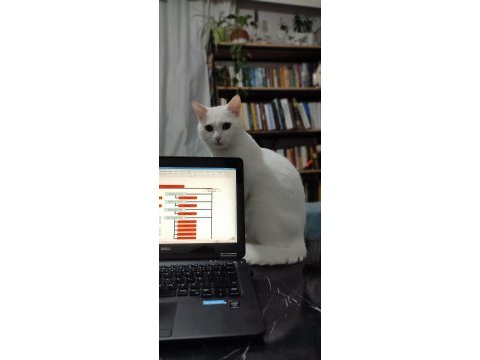 1 yaşında ankara kedisi görüşülür