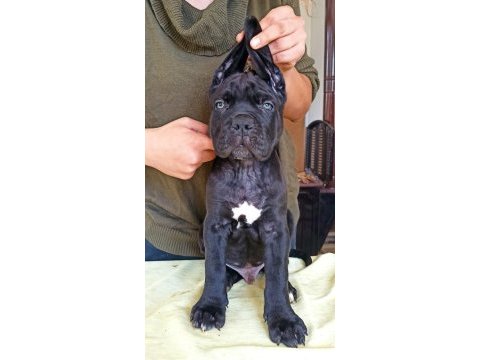 Kif/fci şcr belgeli anne altından cane corso yavruları