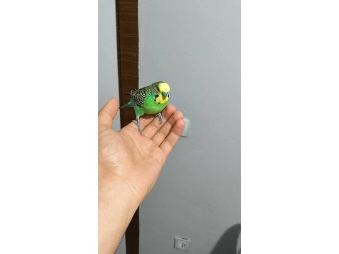 Hazır takım muhabbet kuşu erkek konuşuyor