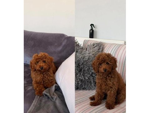 Toy poodle yavru aşılı sağlıklı