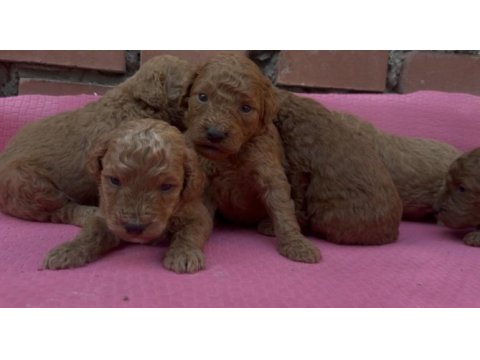 Muhteşem güzellikte toy poodle bebekler