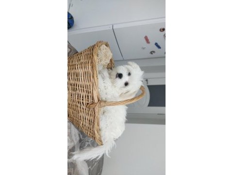 Evimizin neşesi köpekler