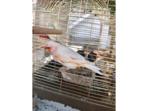 Al mozaik erkek kanarya