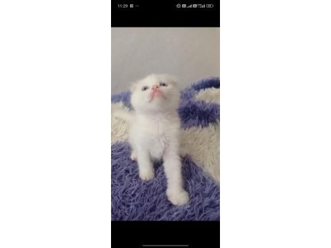 Sahibinden kedi