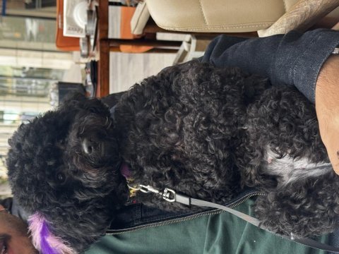 18 aylık dişi siyah toy poodle