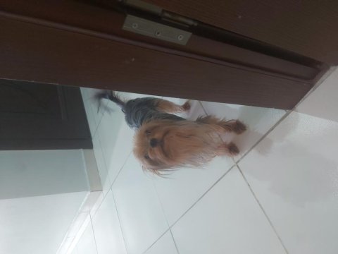 Uysal yorkshire terrier prenses venus