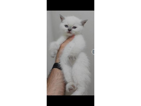 British shorthair yavrumuz